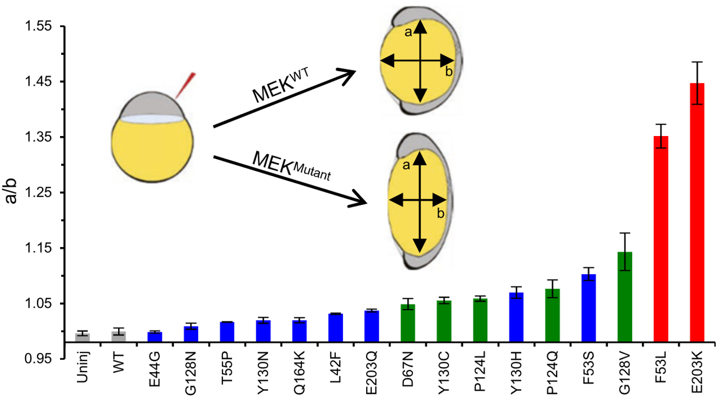 Effect of Pathogenic MEK variants