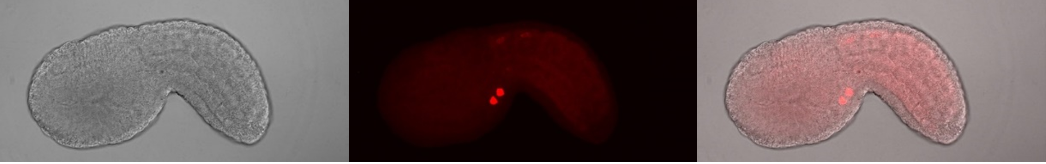 Foxf enhancer expression in development