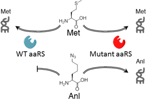 Using mutant tRNA synthetase to incorporate ANL